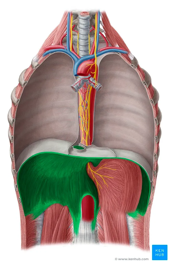Thoraco-abdominal organs and diaphragm