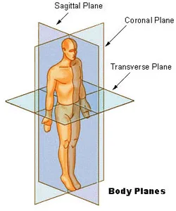 Anatomical Planes: Sagittal, Coronal, and Transverse