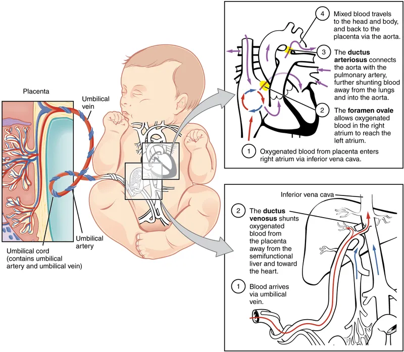 Fetal Circulation Pathways Diagram