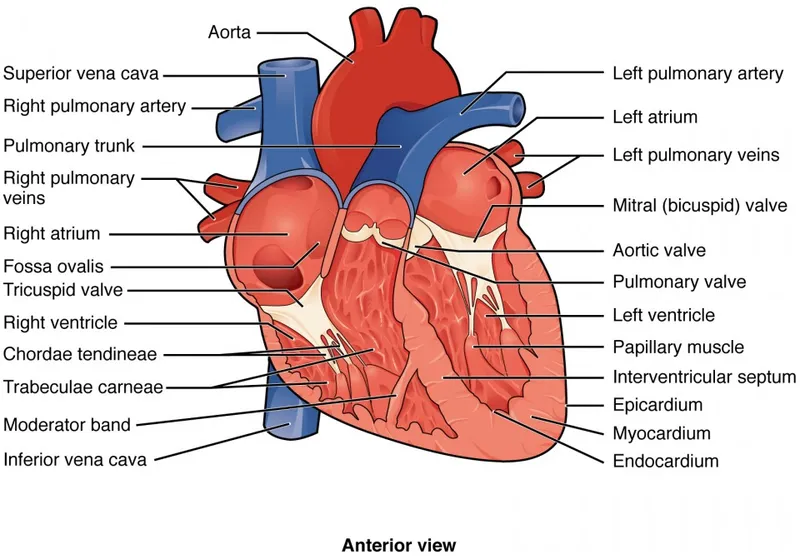 Cross-section of heart showing chambers, valves, and vessels