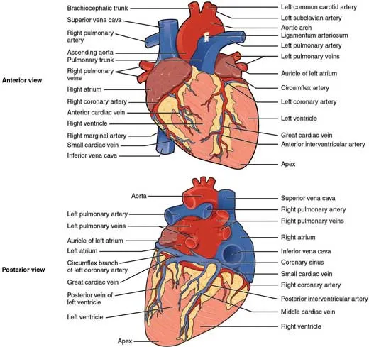 Anterior and Posterior Views of the Human Heart