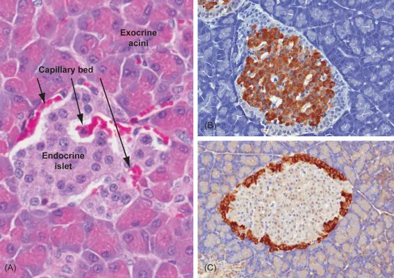 Islets of Langerhans cell types