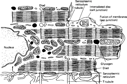 Skeletal, Smooth, and Cardiac Muscle Comparison
