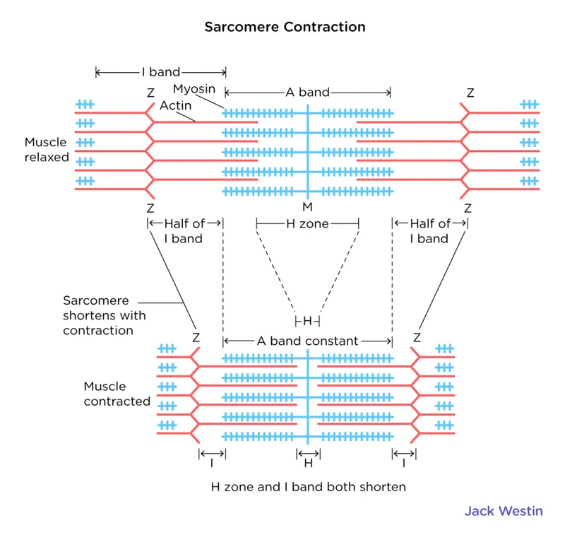 Sarcomere Contraction: Relaxed vs. Contracted