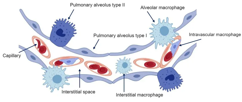 Alveolar structure with pneumocytes and macrophages