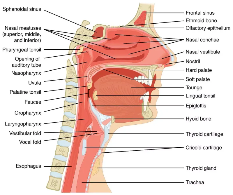 Sagittal view of upper airway anatomy