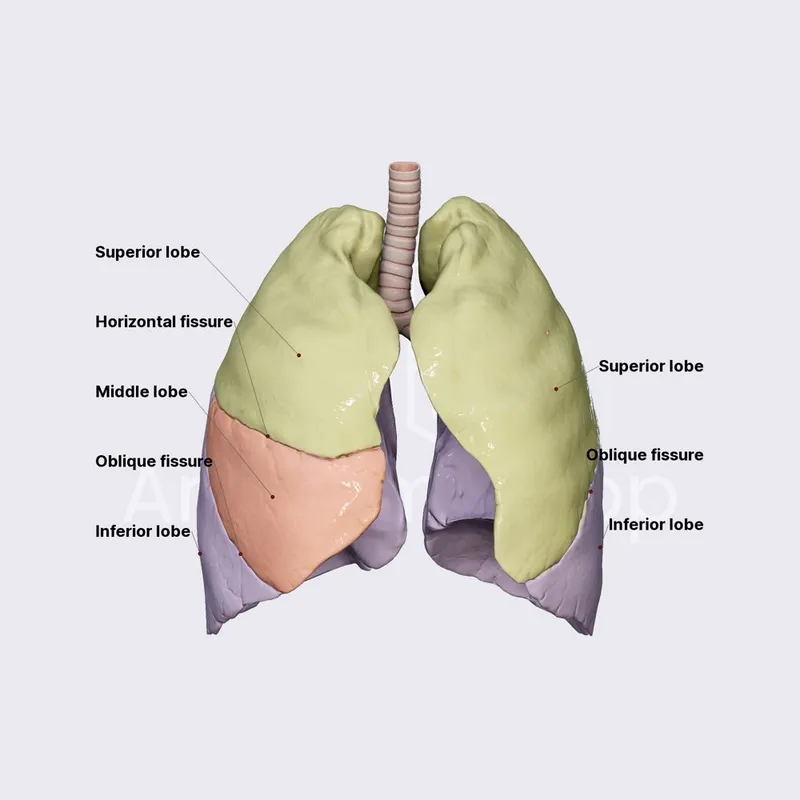 Lobes and fissures of the lungs