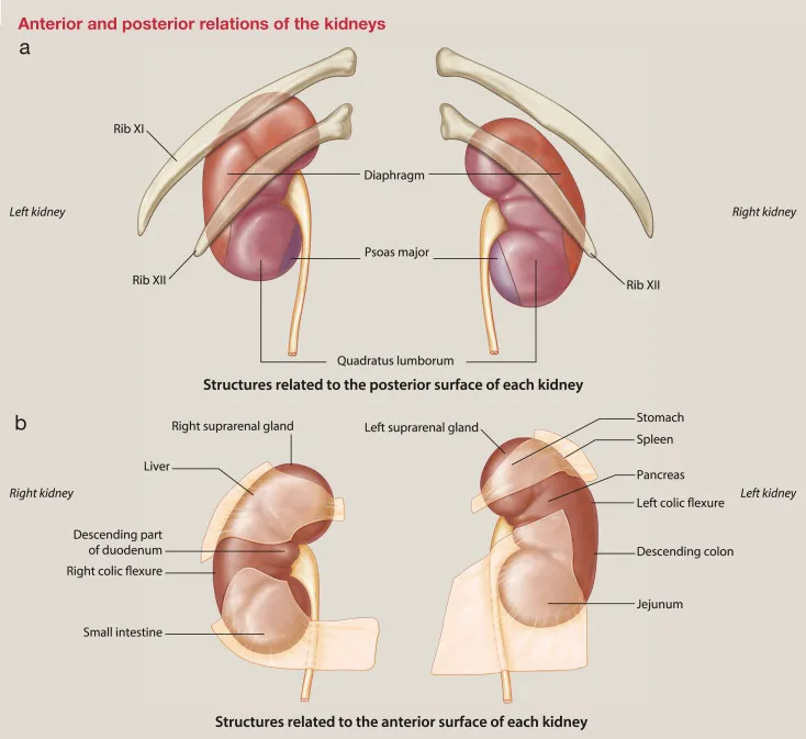 Anterior and posterior relations of the kidneys