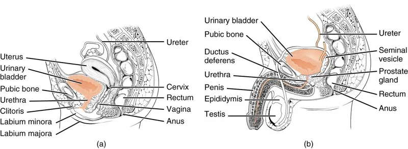 Female and male urinary and reproductive systems