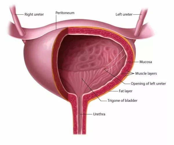 Bladder anatomy with layers and trigone