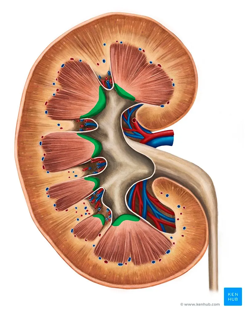 Coronal section of kidney