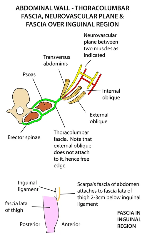 Abdominal wall: thoracolumbar fascia & neurovascular plane