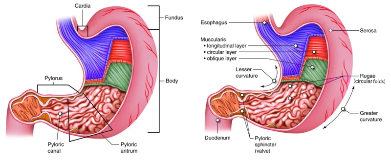 Stomach Anatomy: Regions, Curvatures, Rugae, and Layers