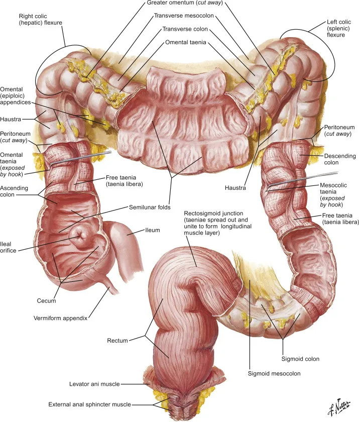 Anatomy of the large intestine with key features