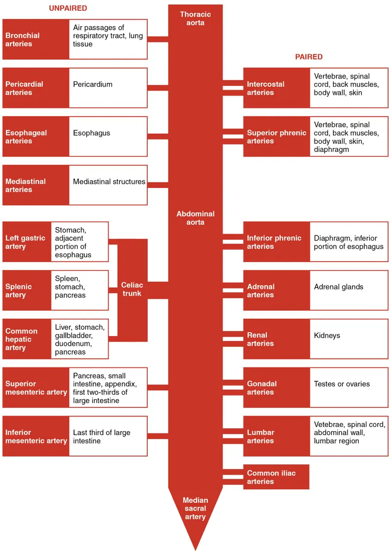 Thoracic and Abdominal Aorta Branches