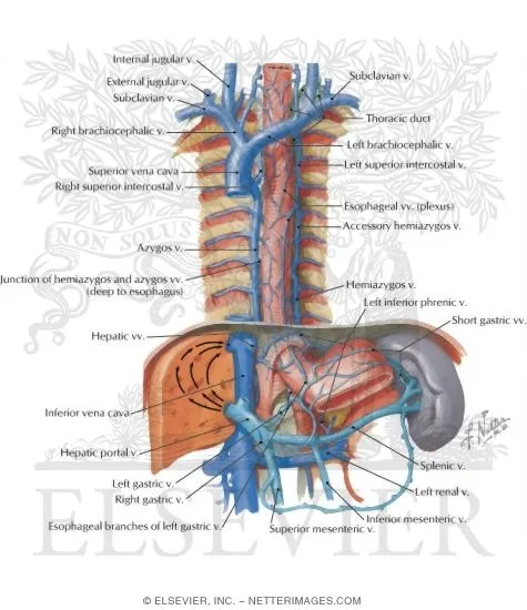 Azygos, Hemiazygos, and Portal Venous Systems