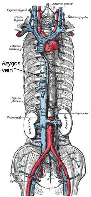 Vena Cavae and Azygos System with Tributaries