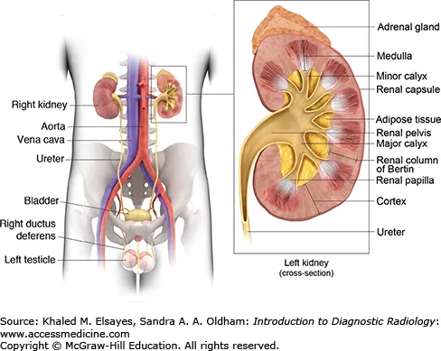 Kidney and Adrenal Gland Anatomy