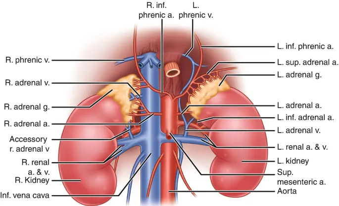 Adrenal Glands: Arterial Supply and Venous Drainage