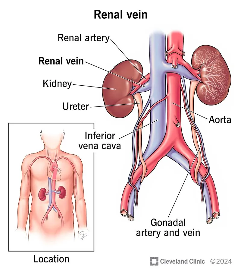 Kidneys, ureters, and major renal blood vessels diagram