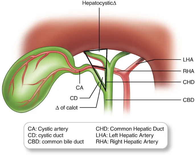 Gallbladder, biliary tree, and Calot's triangle anatomy