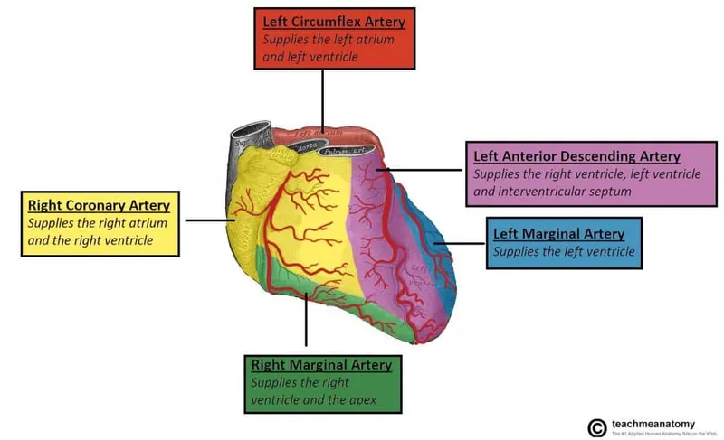 Coronary arteries and supply territories (anterior view)
