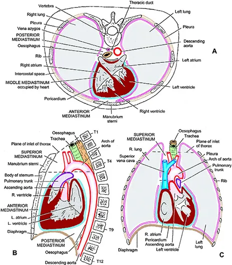 Mediastinum divisions: axial, sagittal, and coronal views
