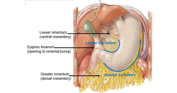 Peritoneal folds: lesser/greater omentum, epiploic foramen