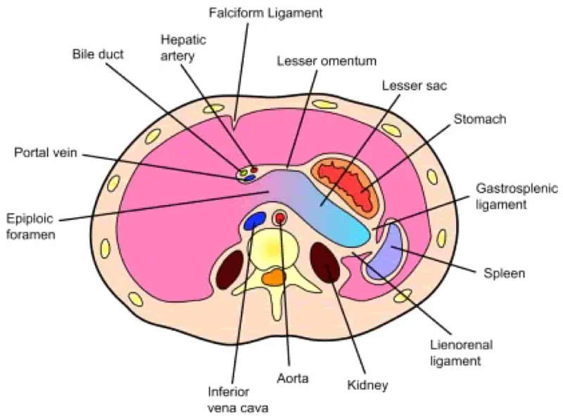 Peritoneal Cavity: Lesser Sac and Epiploic Foramen