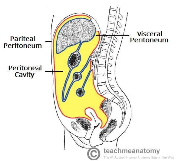 Peritoneal Cavity and Peritoneum Layers