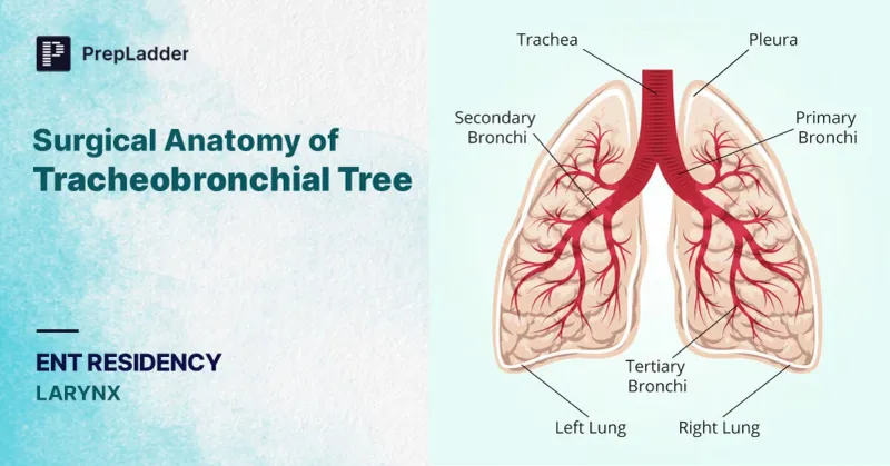 Tracheobronchial tree with lungs and pleura
