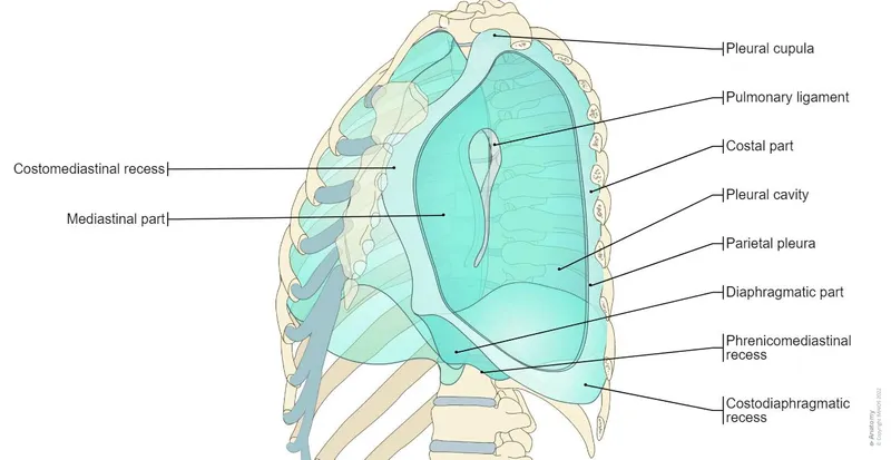 Pleural Layers and Recesses