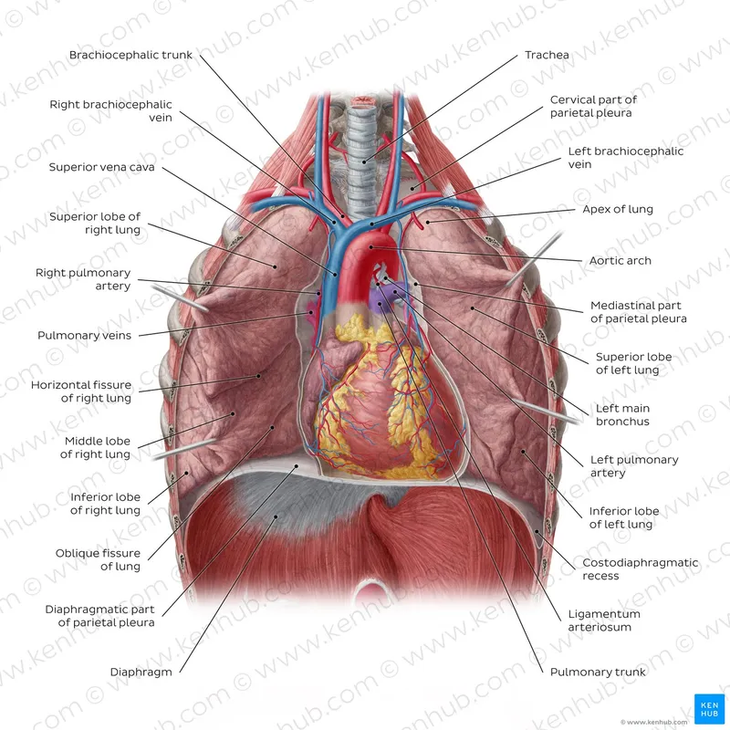 Anterior view of the thoracic cavity with lungs and heart