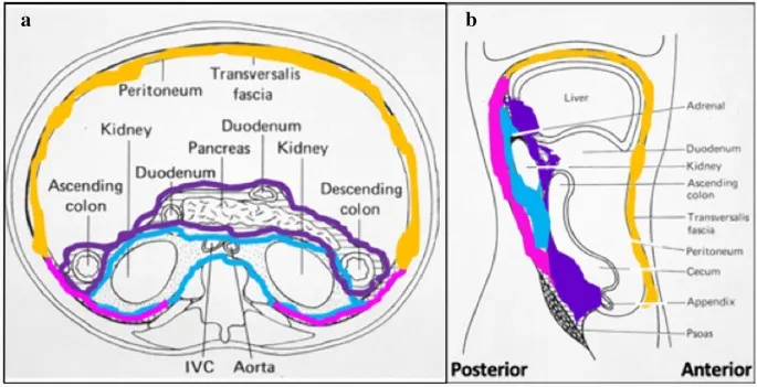 Retroperitoneal structures: transverse and sagittal views