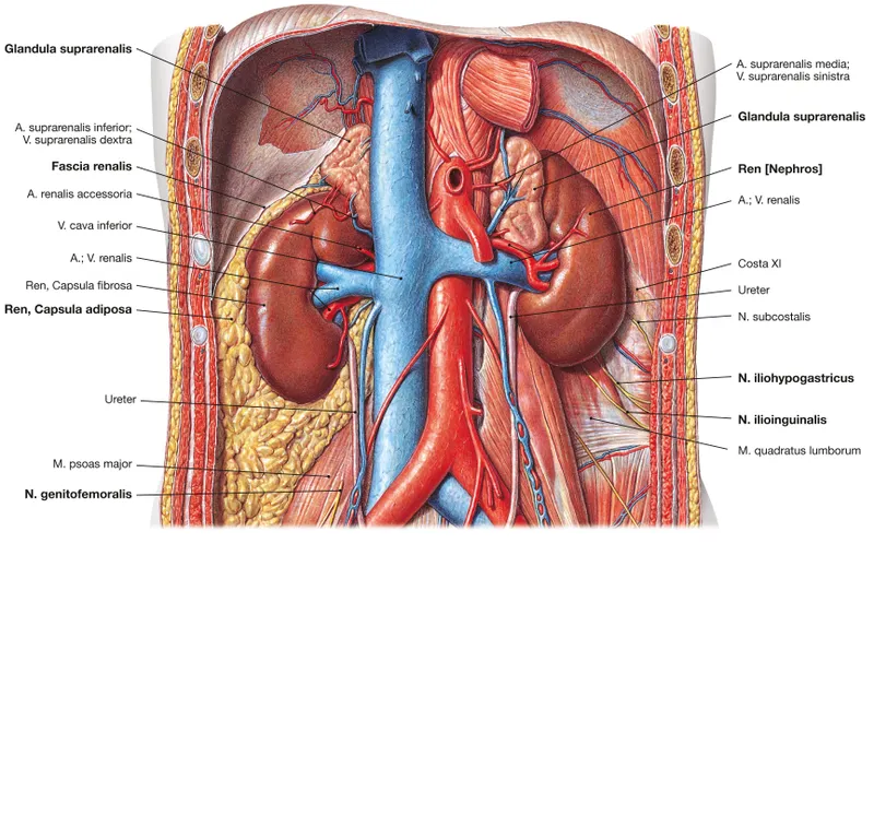 Retroperitoneal Organs and Vessels