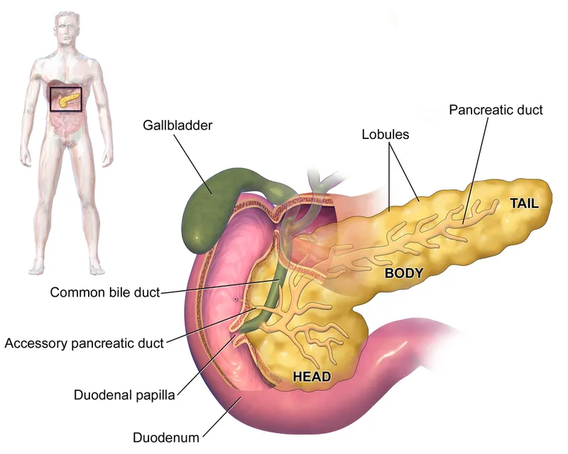 Pancreas and Duodenum Anatomy with Ducts