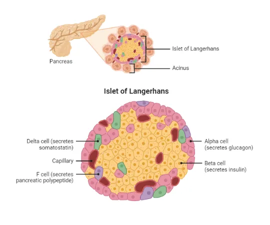 Islets of Langerhans: Alpha, Beta, Delta, and F Cells