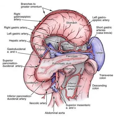 Spleen, pancreas, and stomach vascular anatomy