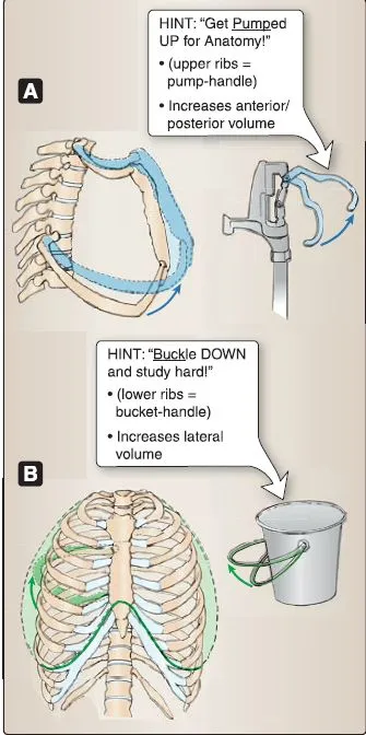 Pump and Bucket Handle Rib Movements