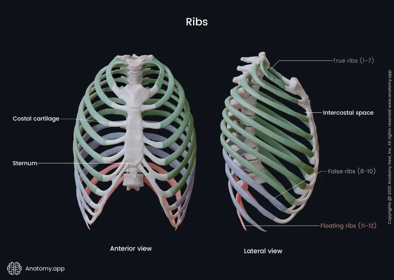 Anterior and lateral views of the human rib cage