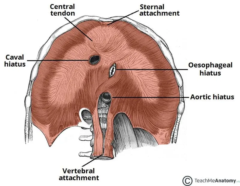Diaphragm: Anterior view with attachments and hiati