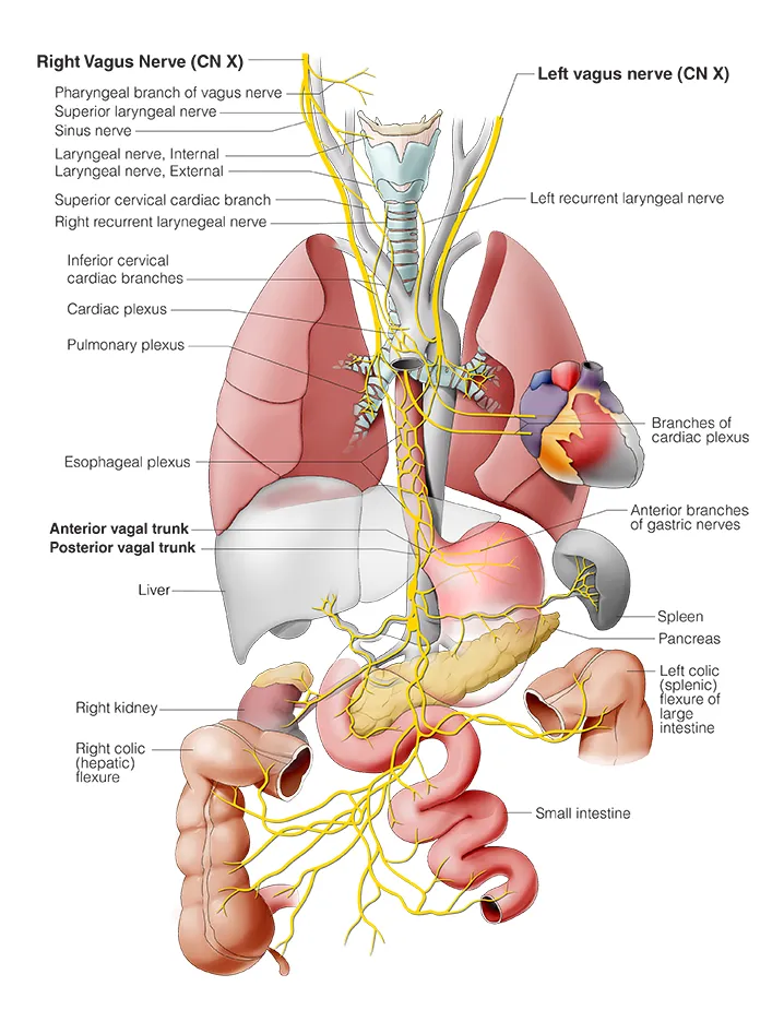 Vagus Nerve (CN X) Course and Branches in Thorax