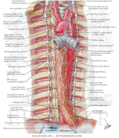 Thoracic Autonomic Innervation: Sympathetic & Vagal Nerves