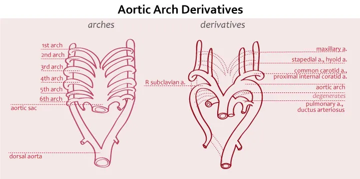 Aortic Arch Derivatives