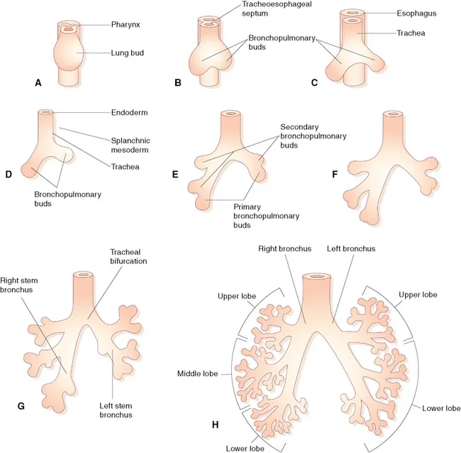 Lung Development Stages and Bronchial Tree Branching