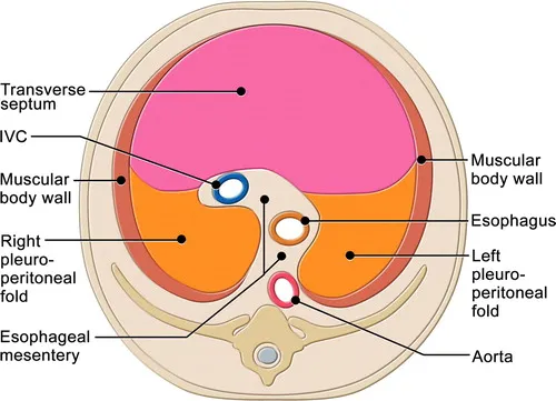 Diaphragm embryological components