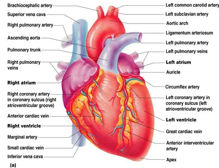 Anterior view of the heart