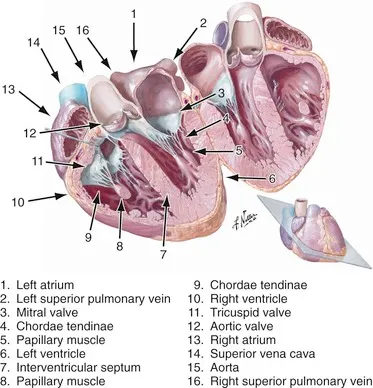 Cross-section of heart chambers, valves, and septa