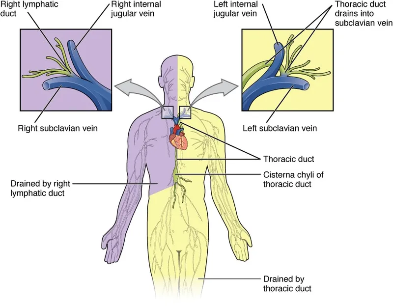 Thoracic duct and lymphatic drainage