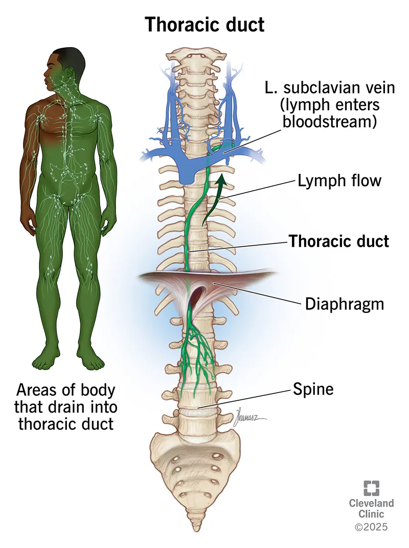 Thoracic duct and drainage areas